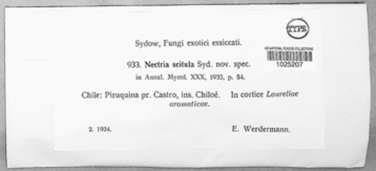Nectria scitula image
